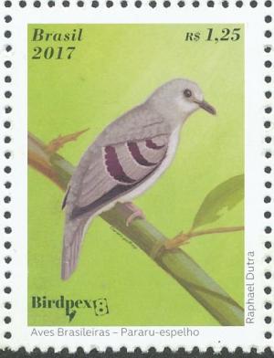 Colnect-4382-333-Purple-winged-Ground-Dove-Claravis-geoffroyi.jpg