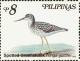 Colnect-2859-110-Nordmann--s-Greenshank-Tringa-guttifera.jpg