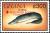 Colnect-5995-180-African-Knifefish-Gymnarchos-niloticus---overprinted.jpg