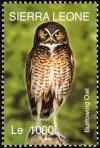 Colnect-1618-008-Burrowing-Owl-Athene-cunicularia.jpg