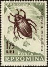 Colnect-4417-917-May-Bug-Melolontha-vulgaris.jpg