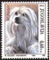 Colnect-873-160-Maltese-Dog-Canis-lupus-familiaris.jpg