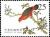 Colnect-4883-147-Australian-King-Parrot-Alisterus-scapularis.jpg