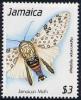 Skap-jamaica_14_moth.jpg-crop-175x215at348-3.jpg