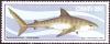 Colnect-2392-610-Tiger-Shark-Galeocerdo-cuvieri.jpg