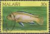 Colnect-3680-244-Blue-Streak-Hap-Labidochromis-caeruleus.jpg