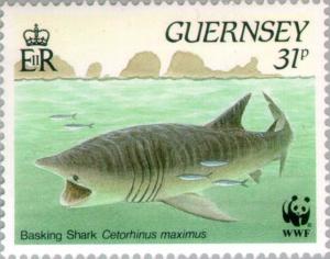 Colnect-126-117-Basking-Shark-Cetorhinus-maximus.jpg