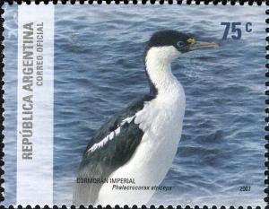 Colnect-1420-965-Imperial-Shag-Phalacrocorax-atriceps.jpg
