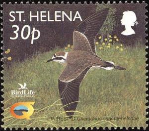 Colnect-1661-858-St-Helena-Plover-Charadrius-sanctaehelenae-in-flight.jpg