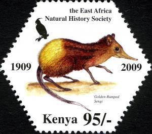 Colnect-2046-996-Golden-rumped-Elephant-shrew-Rhynchocyon-chrysopygus.jpg