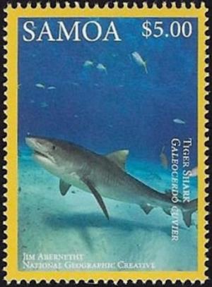 Colnect-3195-798-Tiger-Shark-Galeocerdo-cuvier.jpg