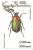 Colnect-953-351-Rose-Chafer-Cetonia-aurata.jpg