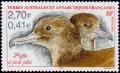 Colnect-887-030-Flesh-footed-Shearwater-Puffinus-carneipes-.jpg