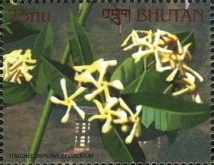 Colnect-3346-662-Trachelospermum-lucidum.jpg