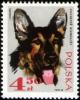 Colnect-2114-273-German-Shepherd-Canis-lupus-familiaris.jpg