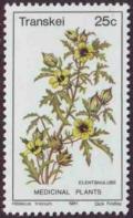 Colnect-1712-332-Hibiscus-trionum.jpg
