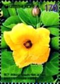 Colnect-2386-678-Hibiscus-hamabo.jpg