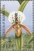 Colnect-2101-316-Paphiopedilum-Leeanum.jpg