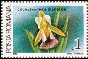 Colnect-3197-908-Cochleanthes-discolor.jpg