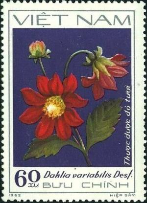 Colnect-5876-918-Red-single-dahlias-Dahlia-variabilis-Desf.jpg