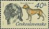 Colnect-414-062-Bavarian-Bloodhound-Canis-lupus-familiaris.jpg