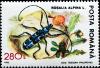 Colnect-4904-826-Alpine-longhorn-beetle-Rosalia-alpina.jpg