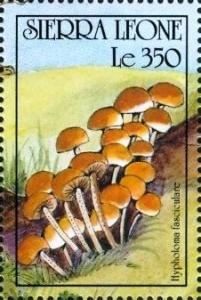 Colnect-3782-123-Hypholoma-fasciculare.jpg