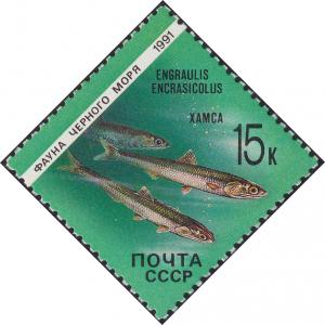 Colnect-1954-115-European-anchovy-Engraulis-encrasicolus.jpg