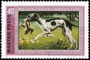 Colnect-900-632-Hungarian-Greyhound-Canis-lupus-familiaris.jpg