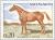 Colnect-148-195-Anglo-Arab-Horse-Equus-ferus-caballus.jpg
