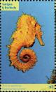 Colnect-6446-216-Thorny-Seahorse-Hippocampus-jaycari.jpg