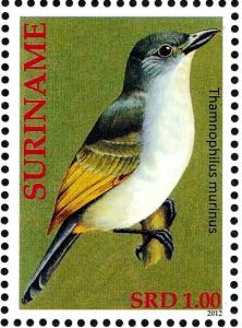 Colnect-3837-156-Mouse-colored-Antshrike%C2%A0%C2%A0%C2%A0%C2%A0Thamnophilus-murinus.jpg