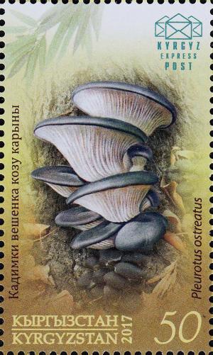 Colnect-4024-588-Oyster-mushroom-Pleurotus-ostreatus.jpg