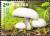 Colnect-4812-763-Meadow-Mushroom-Agaricus-campestris.jpg