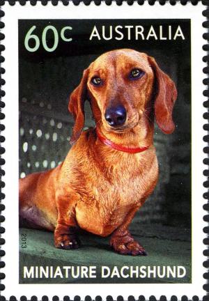 Colnect-1916-964-Miniature-Dachshund-Canis-lupus-familiaris.jpg