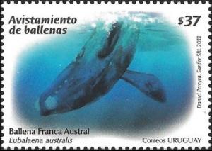 Colnect-4126-459-Southern-Right-Whale-Eubalaena-australis.jpg