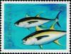 Colnect-5576-603-Thunnus-albacares.jpg