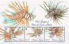 Colnect-2945-946-Red-Lionfish-of-Oeno-and-Ducie-Islands.jpg