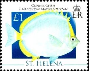 Colnect-5947-857-Cunningfish-Chaetodon-sanctaehelenae.jpg