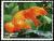 Colnect-2232-463-Goldfish-Carassius-auratus-var.jpg