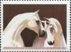 Colnect-5517-360-Grey-Arabian-Equus-ferus-caballus.jpg