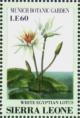 Colnect-4207-951-White-Egyptian-lotus-Nymphaea-dentata.jpg