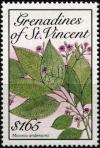 Colnect-3053-983-%E2%80%9CMiconia-andersonii%E2%80%9D.jpg