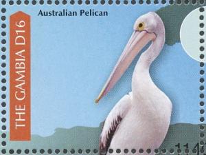 Colnect-3805-299-Australian-Pelican-Pelecanus-conspicillatus.jpg