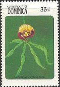 Colnect-2276-518-Epidendrum-Cochleata.jpg