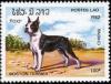 Colnect-1206-796-Boston-Terrier-Canis-lupus-familiaris.jpg
