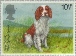 Colnect-122-109-Welsh-Springer-Spaniel-Bobtail-Canis-lupus-familiaris.jpg
