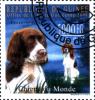 Colnect-3186-351-French-Spaniel-Canis-lupus-familiaris.jpg