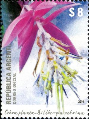 Colnect-2219-381-Billbergia-zebrina.jpg