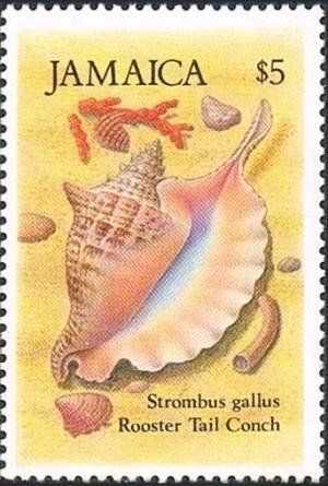 Colnect-2651-922-Rooster-tailed-Conch-Strombus-gallus.jpg